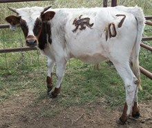 BRR BRANDY'S TUFF BOY X BRR GRANDE JANE
