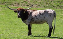 GWENDOLYN DE PALO PINTO
