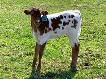 2020 Heifer 11