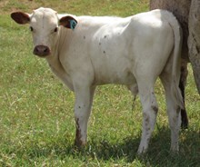 IM STEER 40/17
