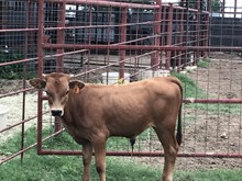 IM BULL 5/19