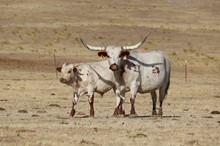 Baccarat's 2018 Steer