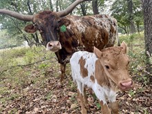 Trail Dust/Dreamer Bull