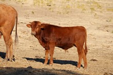 Peace of Iroquois 2018 Steer