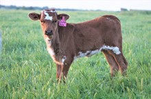 2022 Cristal Diva Heifer