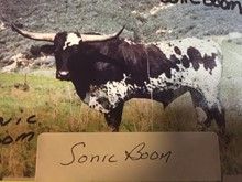 Sonic Boom