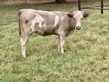 JW/Dirty 30 Heifer