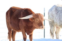 ANNIE'S 2017 STEER
