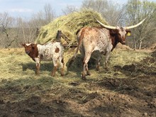 Andrews heifer