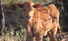 2020 Chica LLamativa Bull