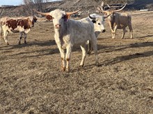 August 23 Heifer