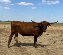 IM Steer 40/21