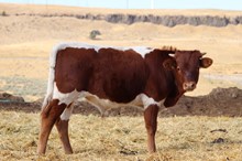 Daydreamer's 2019 Steer