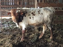 702 BULL CALF