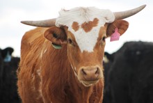 2016 Red Grande Heifer