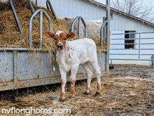HEIFER 