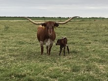 IM BULL 31/19