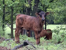 Reba Bull 2025