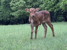 Josie Heifer 25 