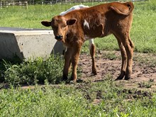 Skully 25 Heifer