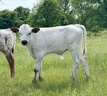 Eva Bull 25