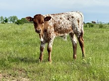 U Turn Bull 25
