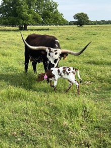 FIONA HEIFER
