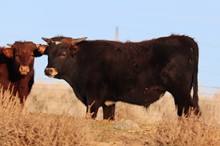 Star's Steer