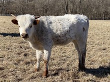 Unnamed Heifer (WHC Paris Daisy X WS Vengeance)