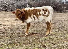 Bizi/Beauty Bull