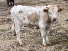 JW/Ellie Bull