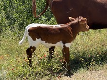 Texana x Tuff Chex