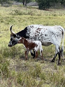 Flashy Benz Heifer