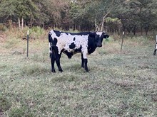 JW/BB Steer 