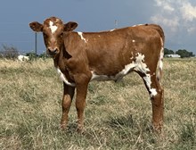 DCT - WS HYDRO x RED PICTURE ME GOLD (H)