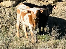 High Caliber/Outback Lady steer23
