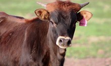 2020 Bonqanvillia Bull