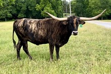  AL Moneys Brindle Beauty