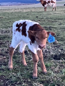 Clear Win X Crowns Pacific Girl 25 Bull 