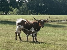 HRT Eternal McGraw