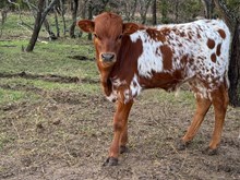 HAPPY 9 x RED’S HALO BULL