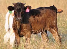2017 VV Sage Rememberance  Heifer