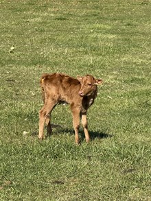 Bull Calf 4