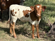 LM BUCKING ROSE