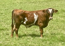 JW/Maggie Bull Calf