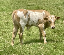 JW/BB Steer 24