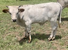 Gold Digger/Missy Heifer