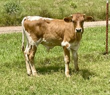 JW/Faith Bull