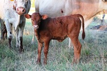 2017 Phenominal Cash Star Heifer
