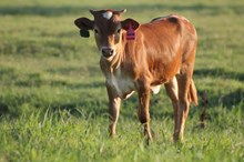 2017 Janine Christine Heifer
